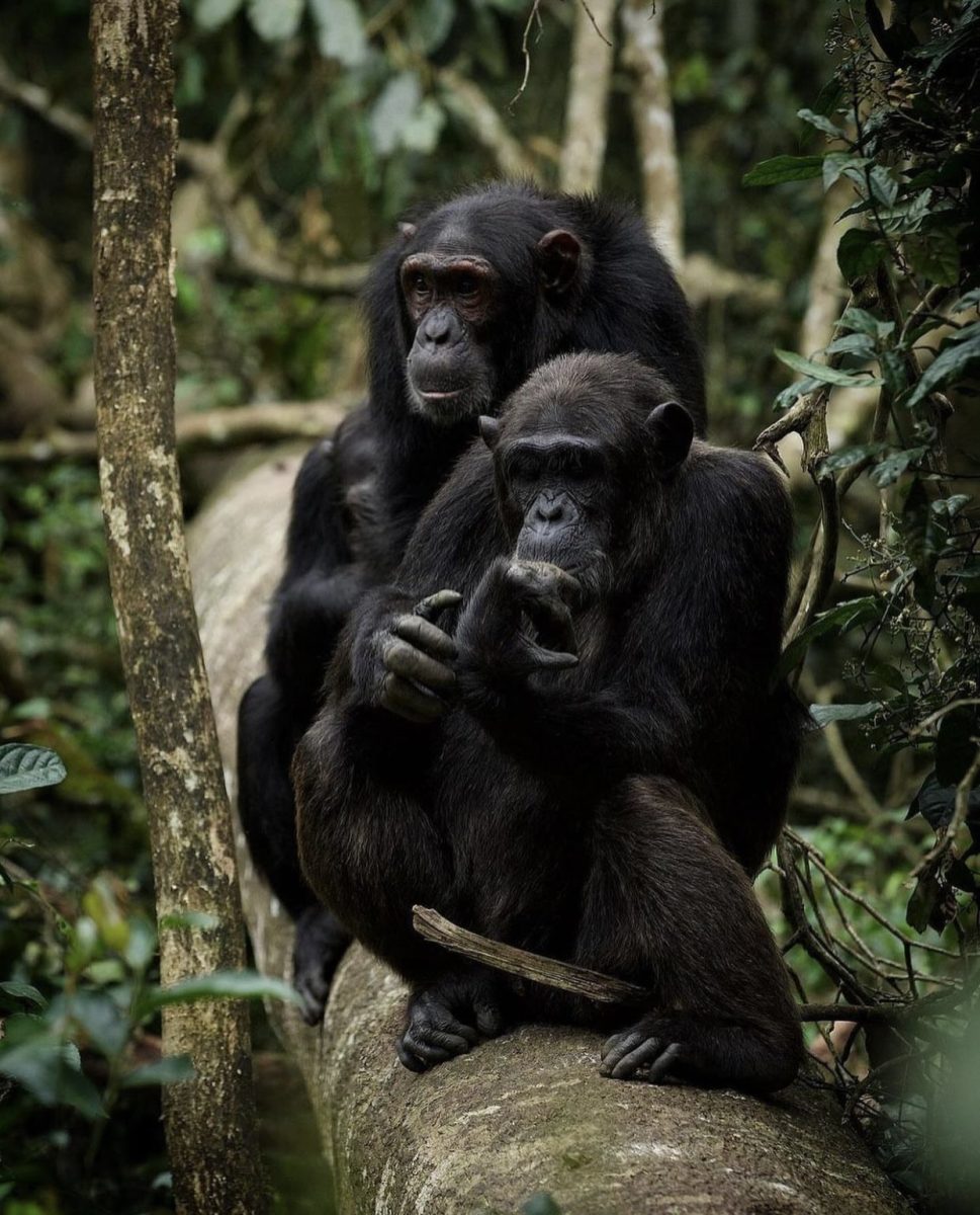 Gorillas Chimpanzees & Masai Mara Safari