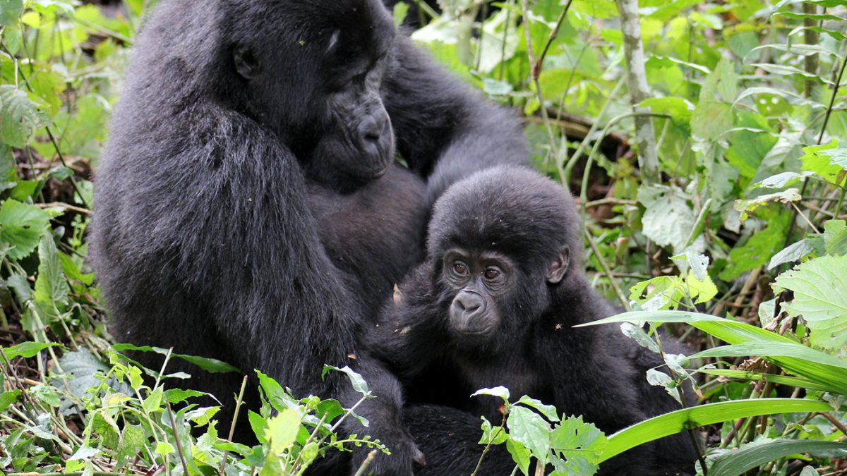 What age is recommended for Gorilla trekking?