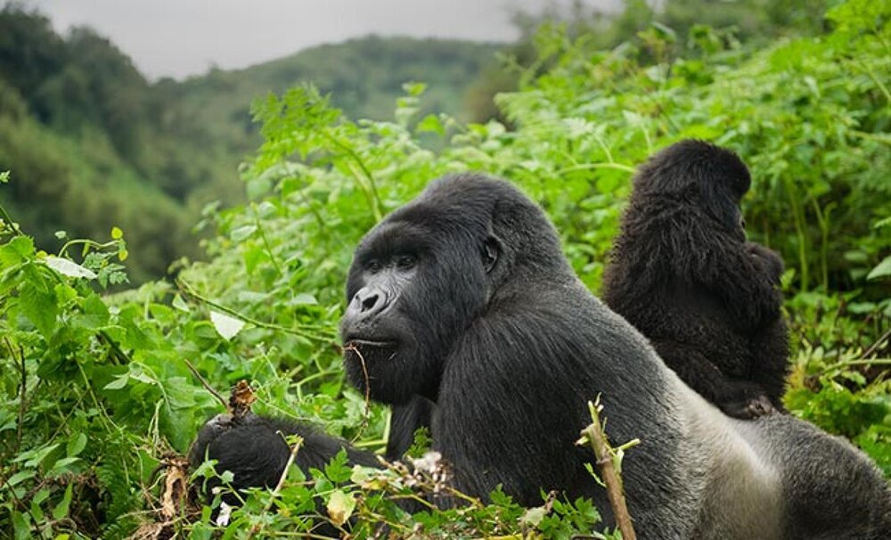How to prepare for gorilla trekking in Uganda and Rwanda