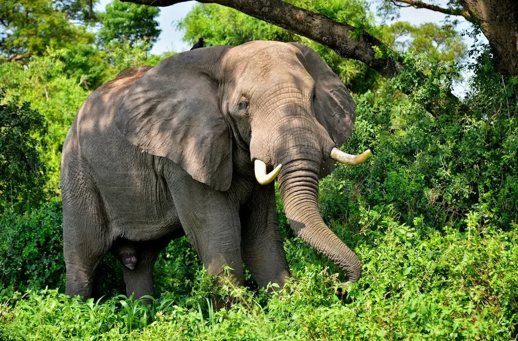 Queen Elizabeth National Park: What to See & Do