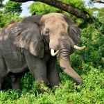 Queen Elizabeth National Park: What to See & Do