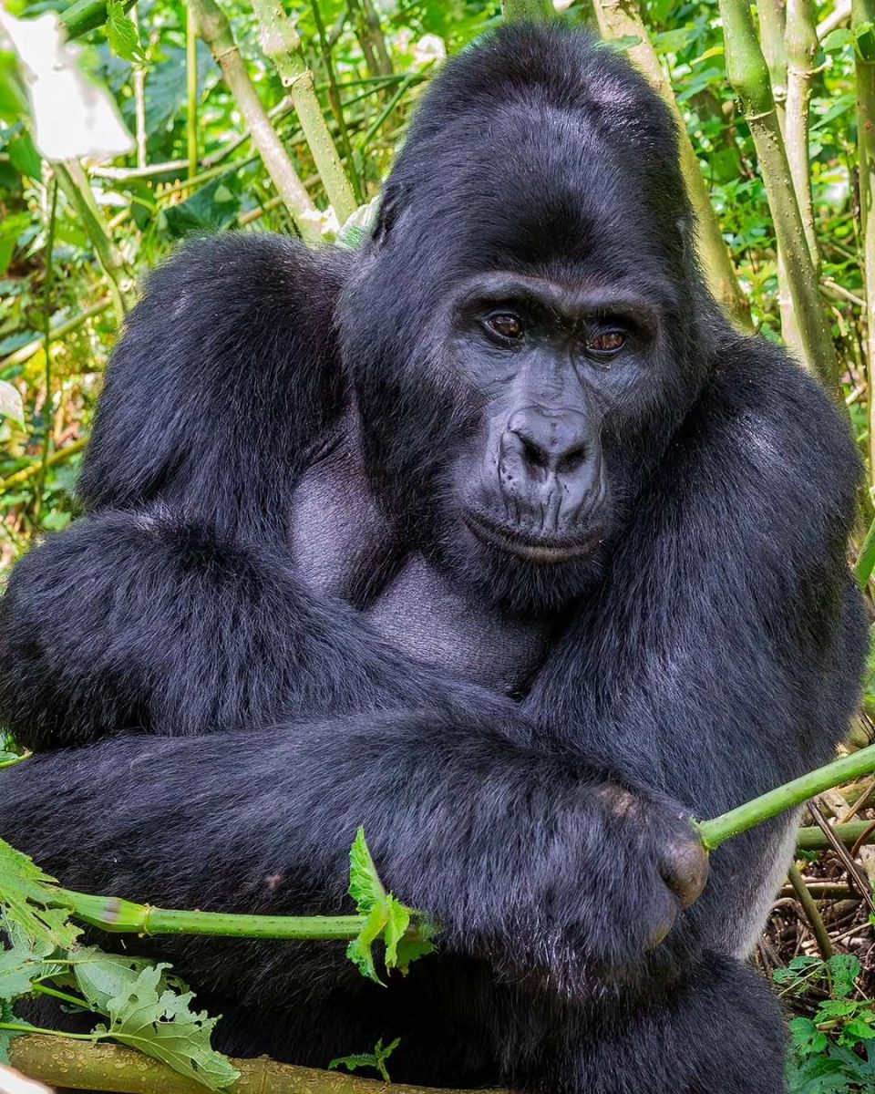 100 men Vs Gorilla