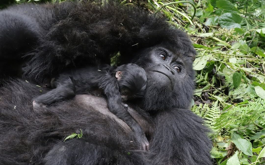 Fruits Gorillas Feed on 