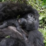 Fruits Gorillas Feed on
