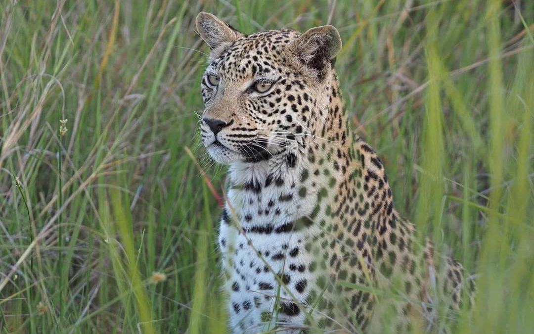Top 10 Uganda Safari Destinations for 2025