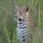 Top 10 Uganda Safari Destinations for 2025