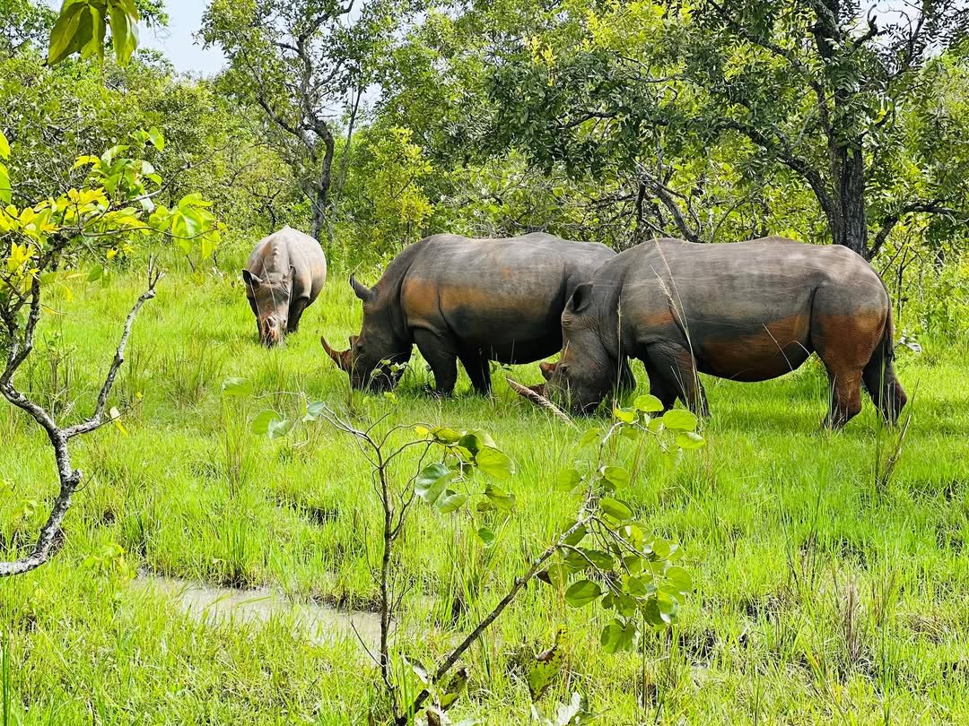 Rhino Tracking in Ziwa Rhino Sanctuary