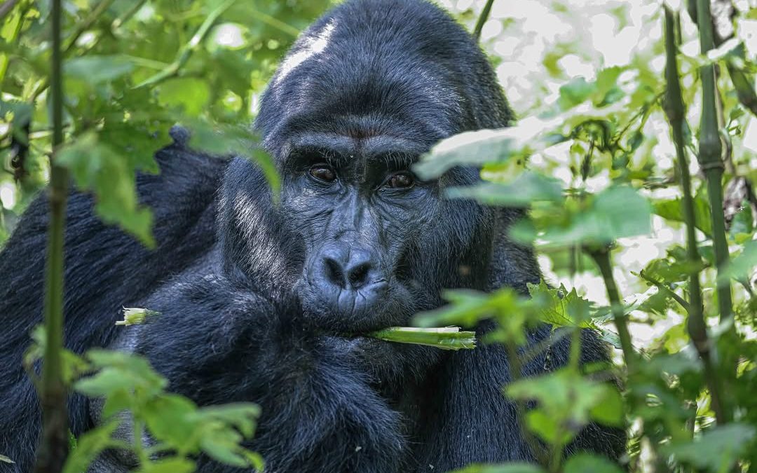 How to Combine Gorilla Trekking with a Wildlife Safari (2025 Guide)