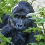 How to Combine Gorilla Trekking with a Wildlife Safari (2025 Guide)