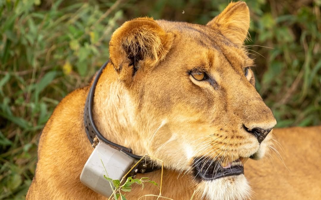 Murchison Falls National Park Travel Guide