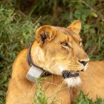Murchison Falls National Park Travel Guide