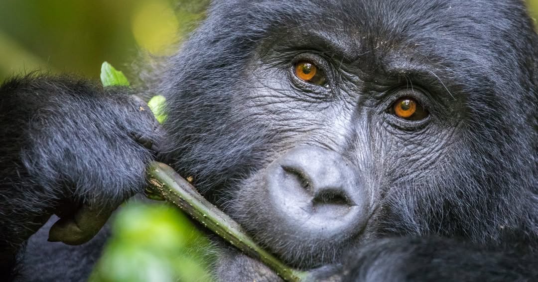 What to Expect on Your Gorilla Trek in Bwindi (2025 Guide)