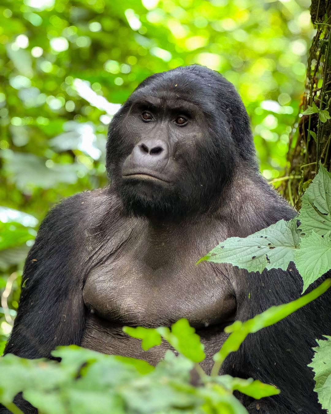 Top 10 Uganda Safari Destinations for 2025