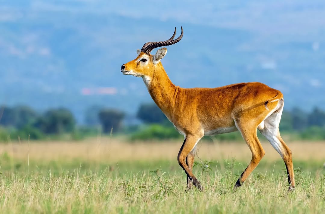 The Uganda Kob