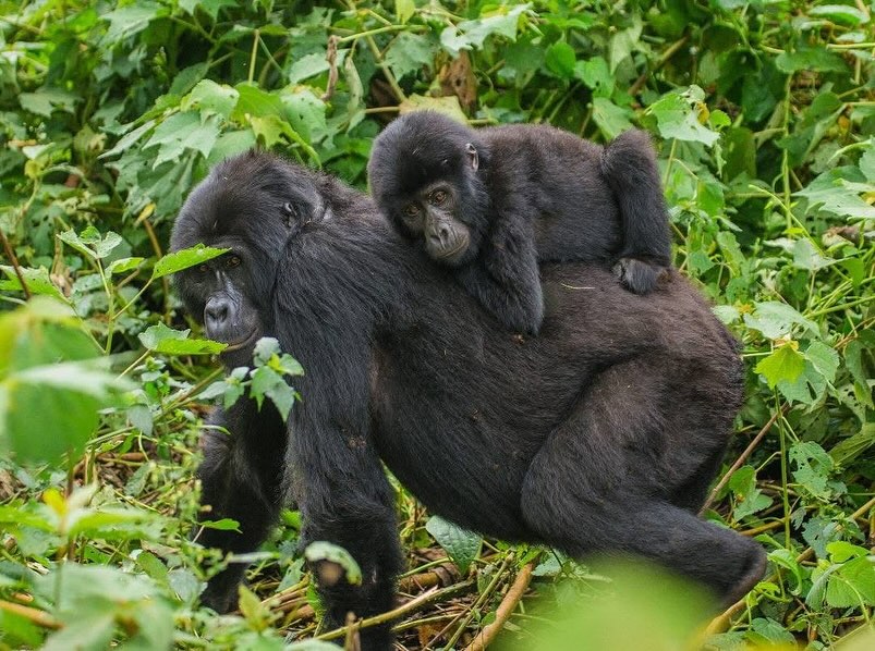 Uganda vs. Congo Gorilla Trekking