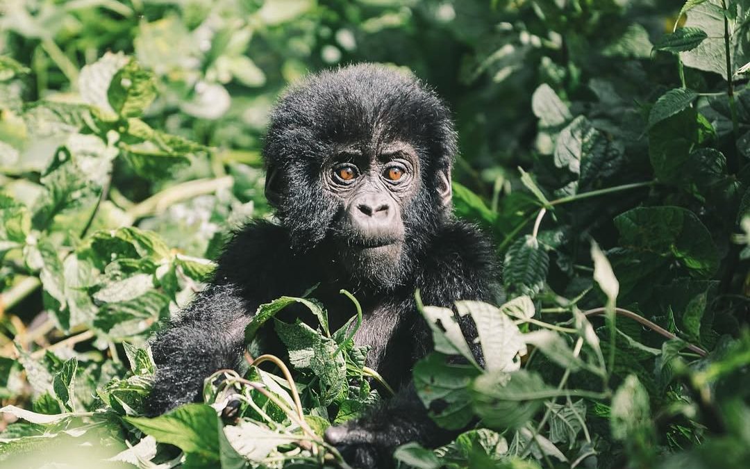 Gorilla Trekking for Beginners