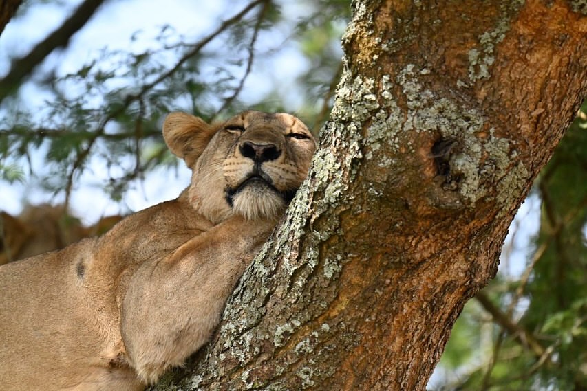 Tree Climbing Lion in Ishasha Sector