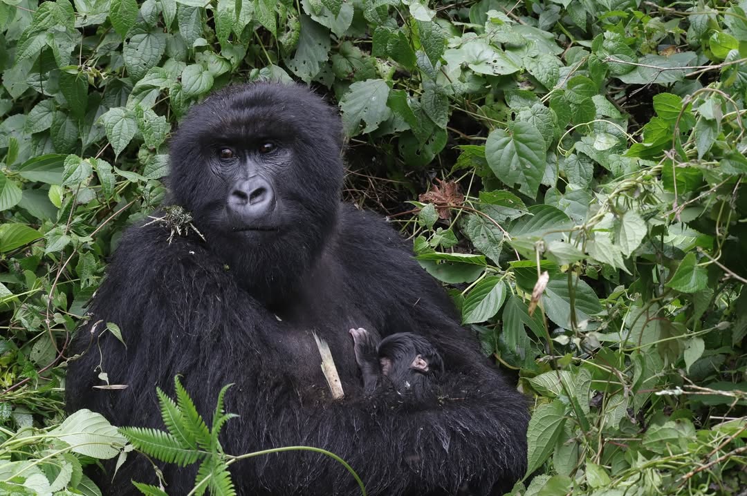 fruits gorillas feed on