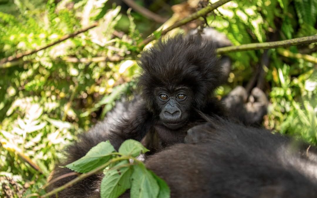 plants gorillas feed on
