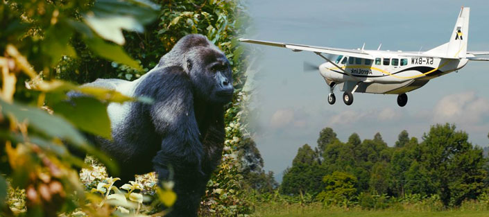 3-Days Luxury Fly-In Gorilla Trekking
