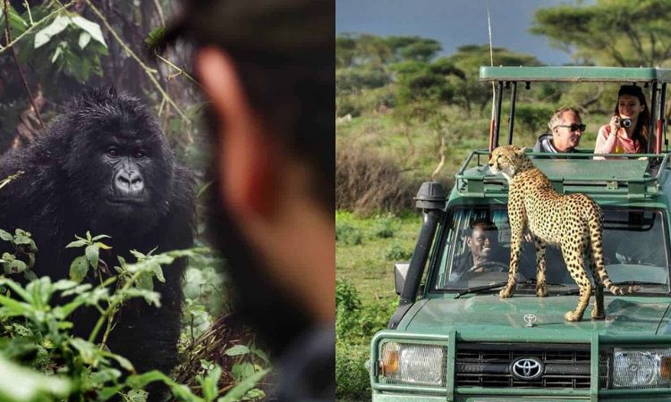 Uganda Safari vs Kenya Safari