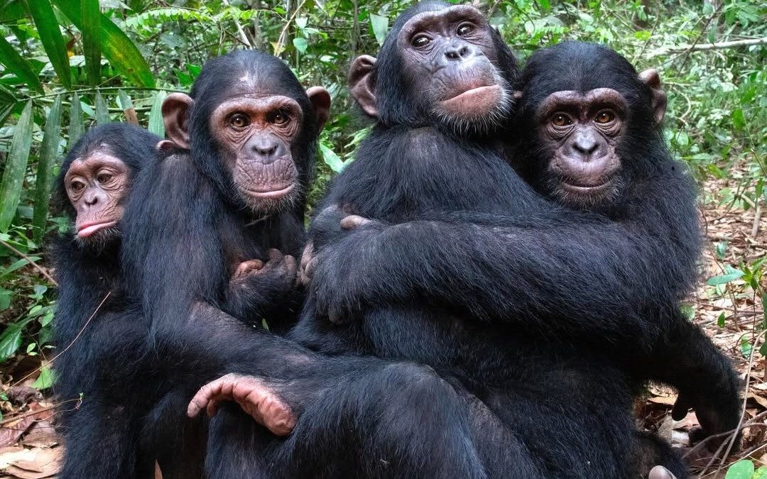 Bwindi Ground Nesting Chimpanzees discovered