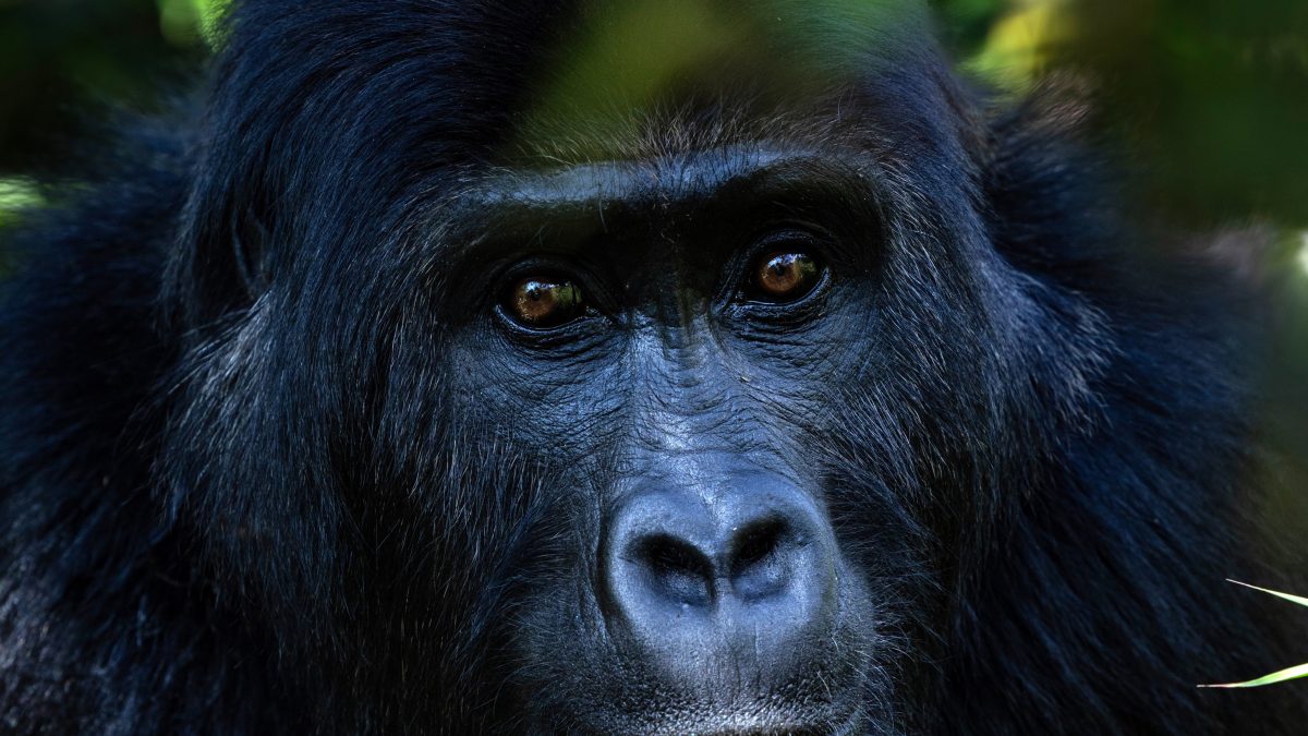 Top 5 Reasons to Visit Mgahinga Gorilla National Park