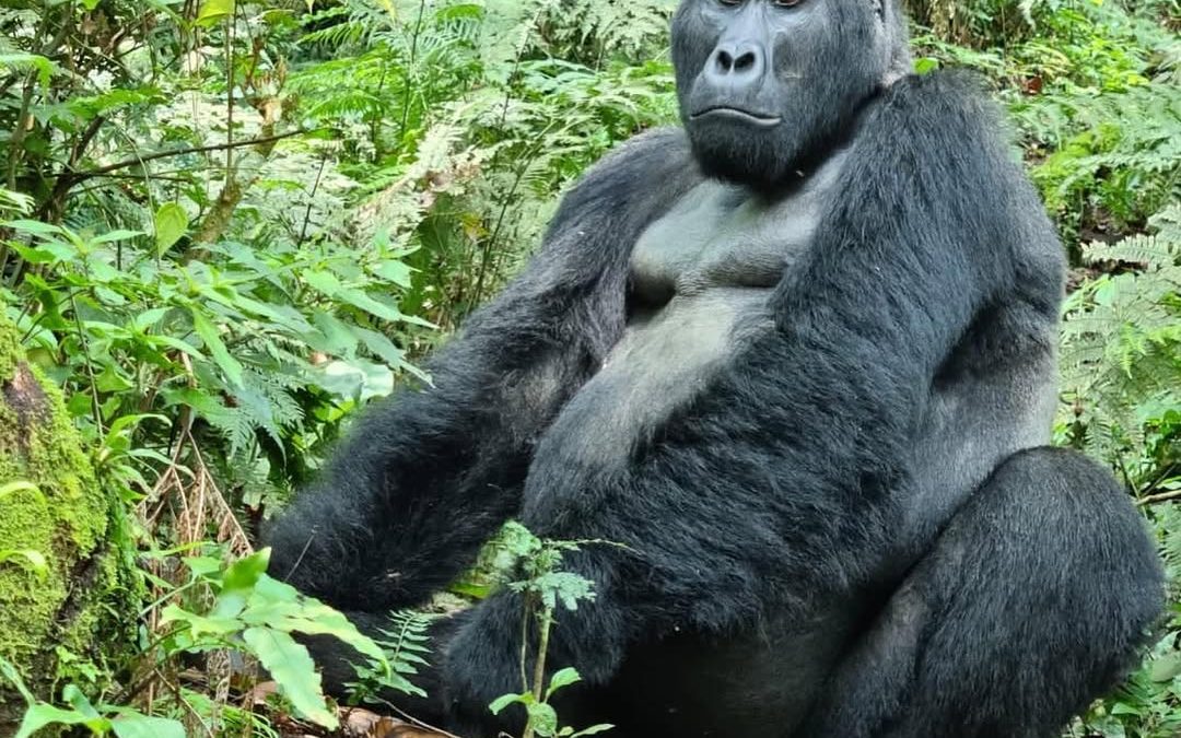 Can I Do Gorilla Trekking on a Budget?