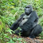 Can I Do Gorilla Trekking on a Budget?