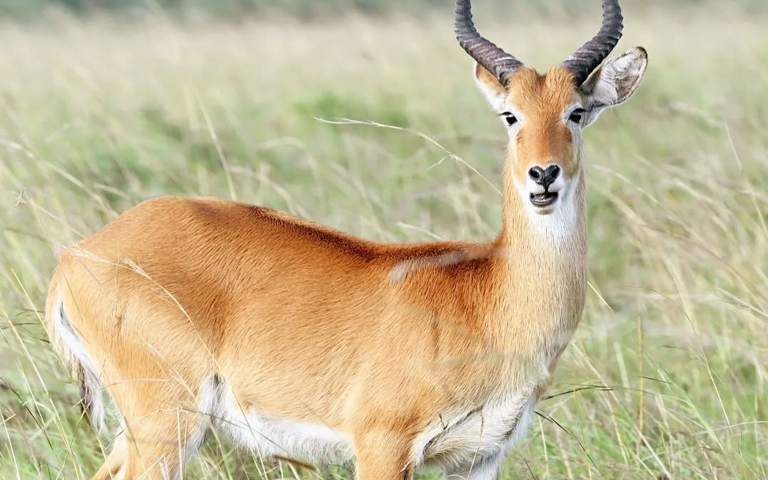 Kidepo Valley: Uganda’s Remote Wilderness Safari