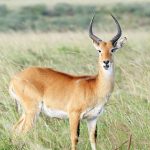 Kidepo Valley: Uganda’s Remote Wilderness Safari