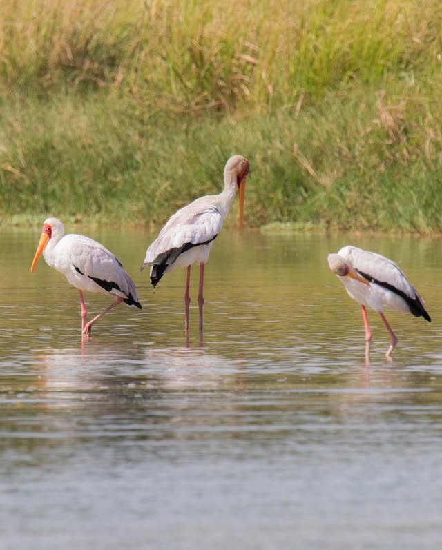 Bird Watching in Semuliki National Park