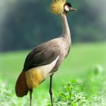 10 Days Uganda Photography and Birding