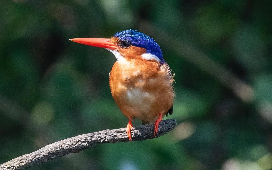 Uganda Safari for Birders
