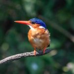 Uganda Safari for Birders