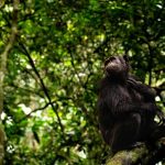 5 Days Gorilla Trekking and Chimp Tracking Combo Itinerary