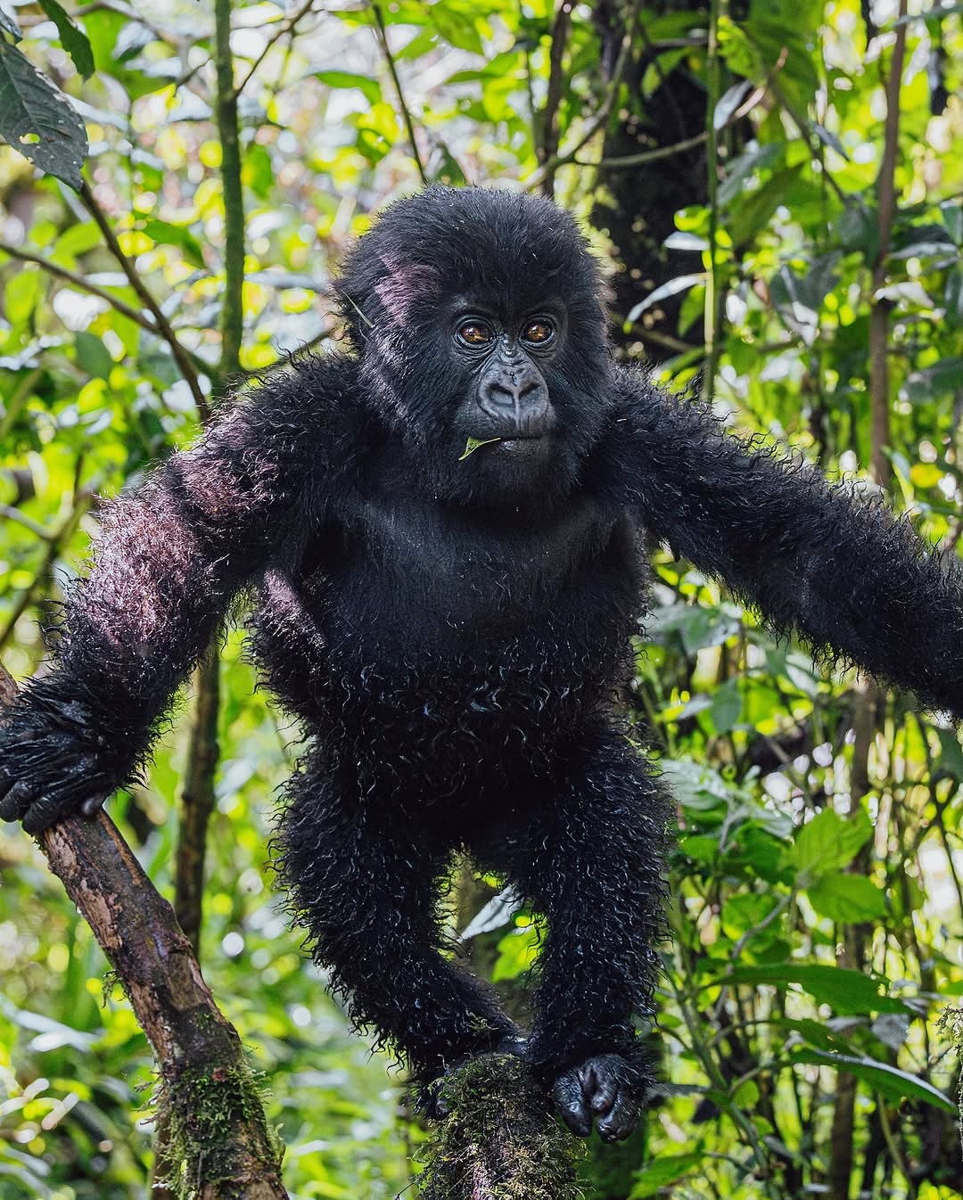 Gorilla Trekking in Bwindi