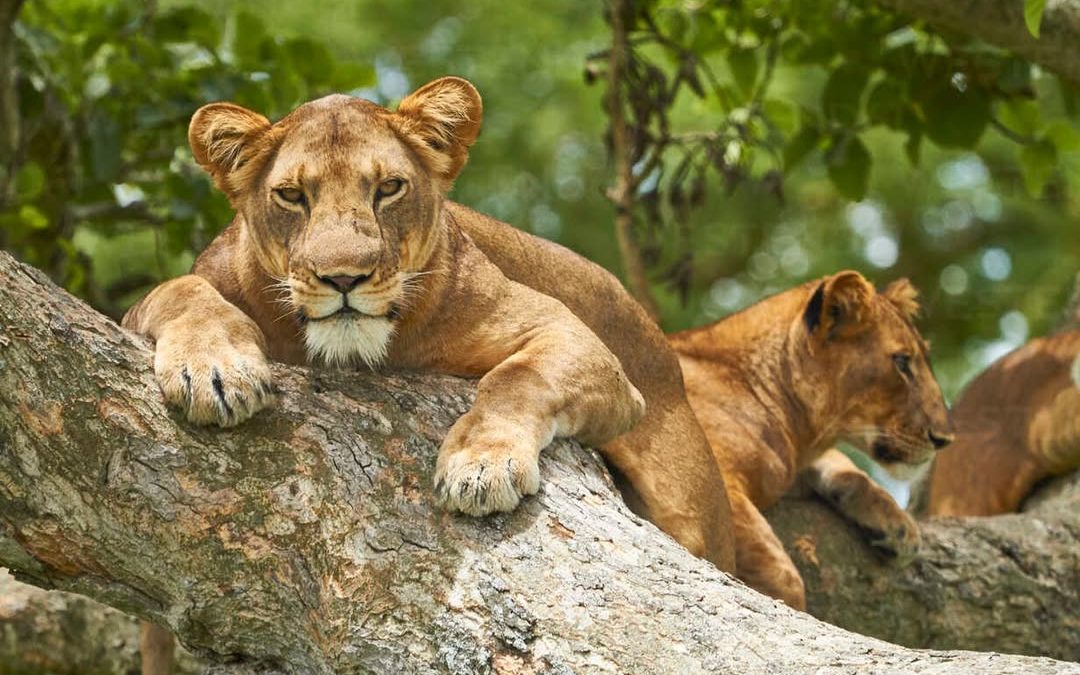 Best 7-Day Uganda Safari Itinerary (Gorillas + Wildlife)