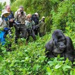How to Book a Gorilla Trekking Safari in Uganda