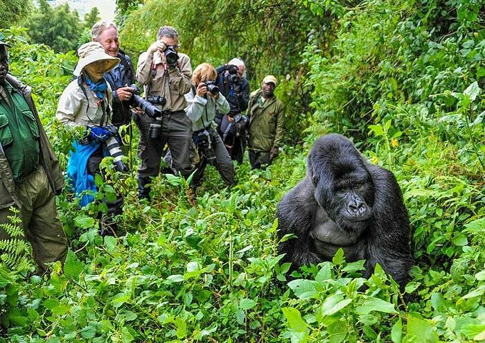 How to Book a Gorilla Trekking Safari in Uganda