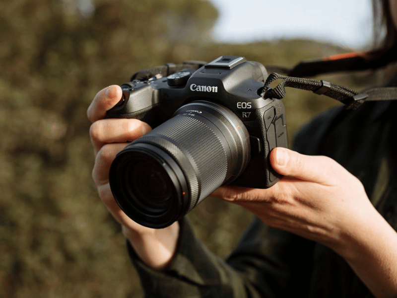 Best Safari Cameras for Wildlife Photography