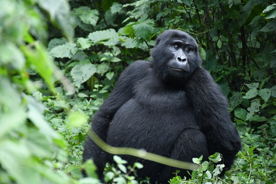 Why Bwindi is Africa’s Top Gorilla Safari Destination