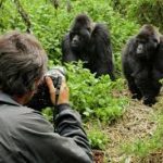 How to Photograph Gorillas in the Wild