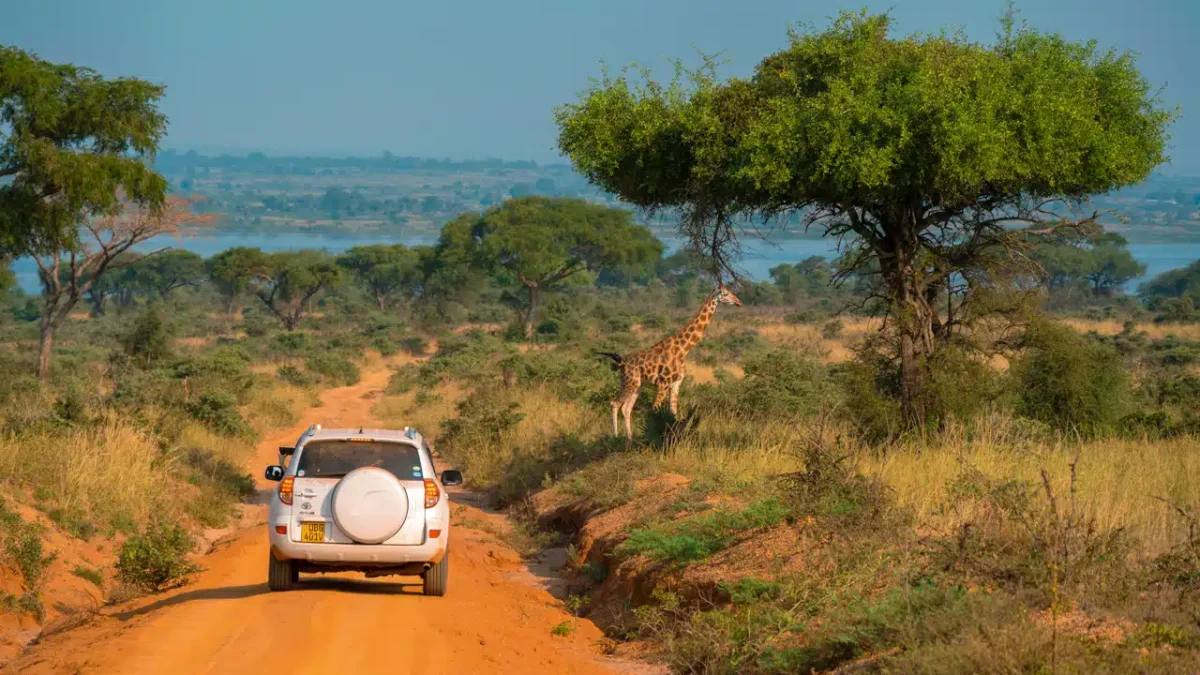 How Much Does a Safari in Uganda Cost?