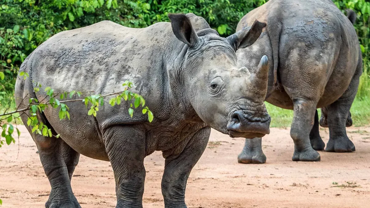19.Ziwa Rhino Sanctuary: Where to Track White Rhinos in Uganda