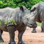 19.Ziwa Rhino Sanctuary: Where to Track White Rhinos in Uganda