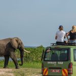 When is the Best Time to Visit Uganda for Safari?