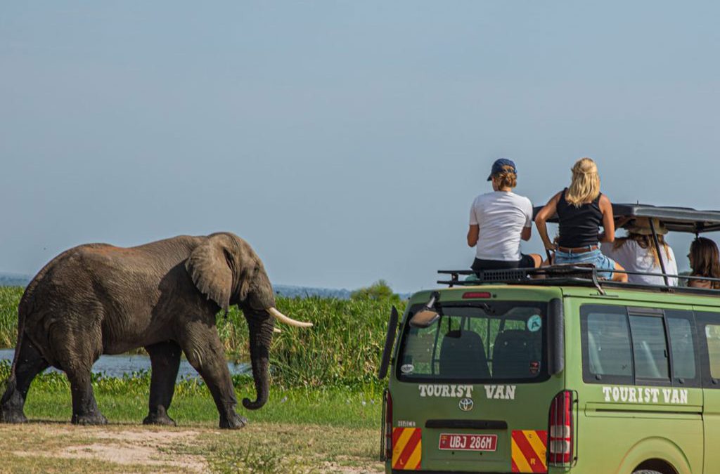 When is the Best Time to Visit Uganda for Safari?