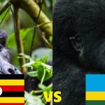 Uganda vs Rwanda for First-Time Visitors