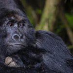 Bwindi Gorilla trekking from Kigali
